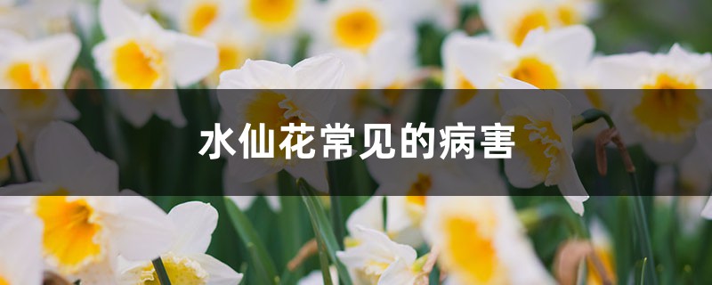 水仙花常见的病害，如何预防和治疗病害
