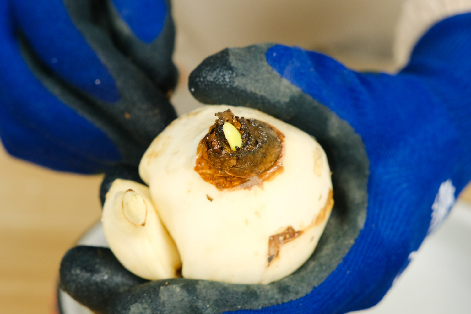 水仙花常见的病害，如何预防和治疗病害