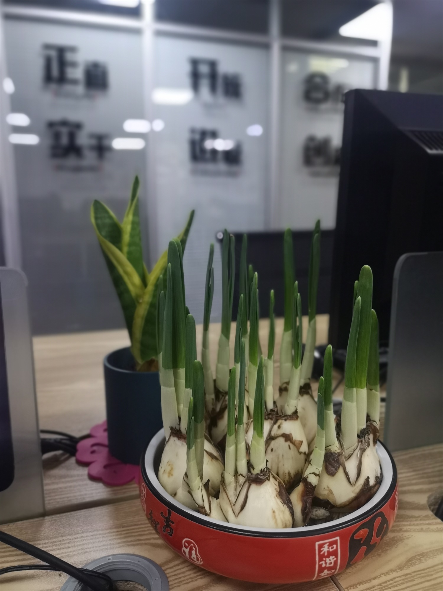 水仙花常见的病害，如何预防和治疗病害