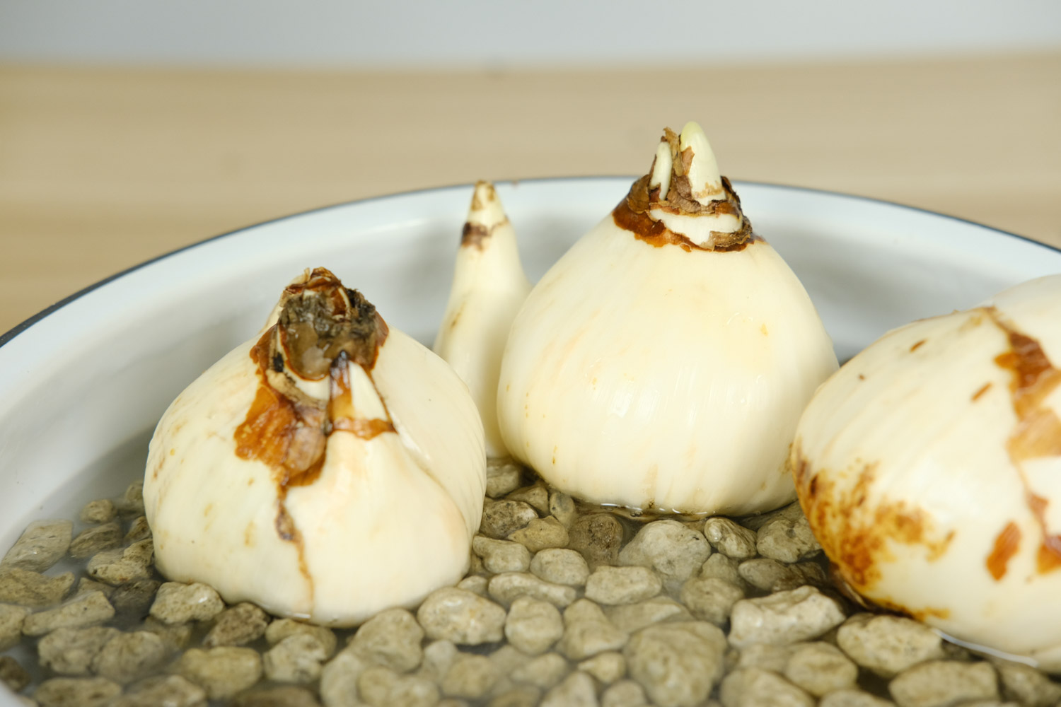 水仙花常见的病害，如何预防和治疗病害