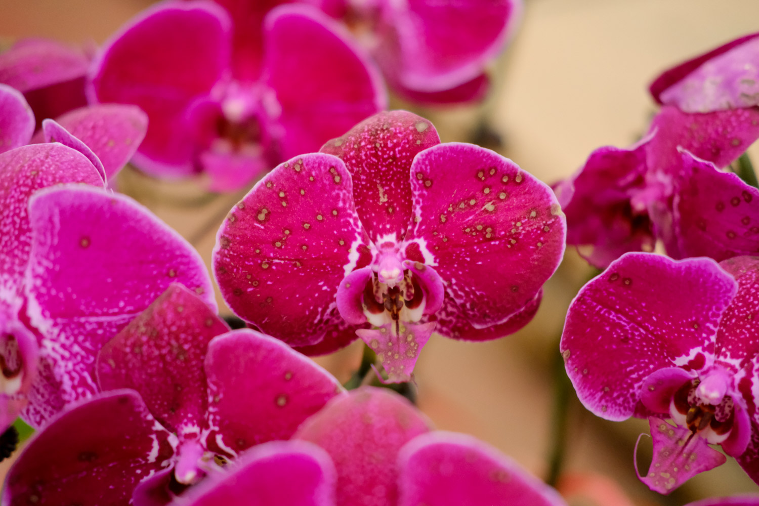 蝴蝶兰常见病以及预防和治疗，常见病和用药