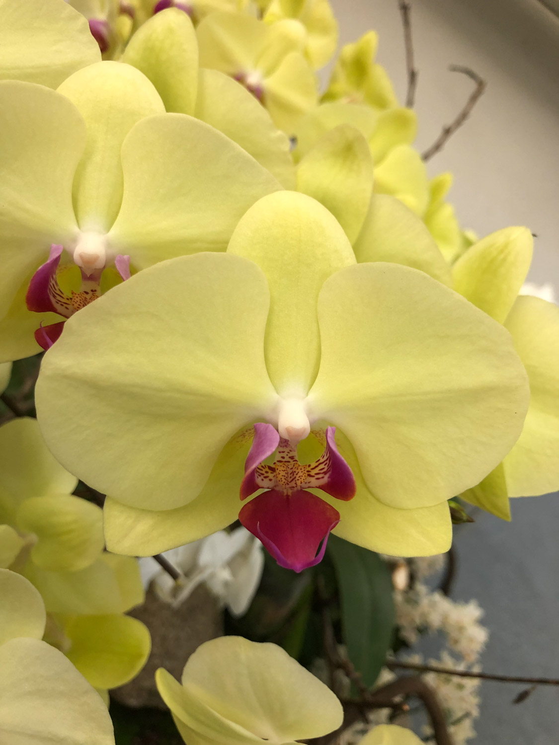 蝴蝶兰常见病以及预防和治疗，常见病和用药