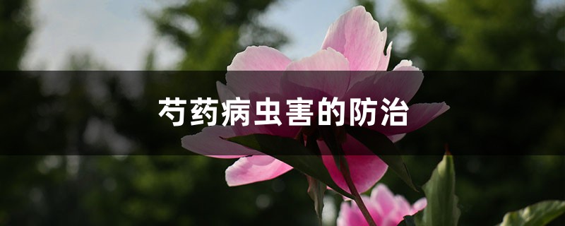 芍药病虫害的预防和治疗，芍药需要驱虫吗