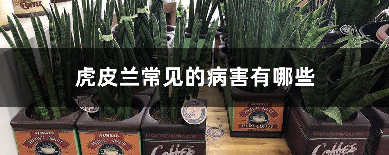 虎皮兰常见的病害有哪些，如何实行预防和治疗