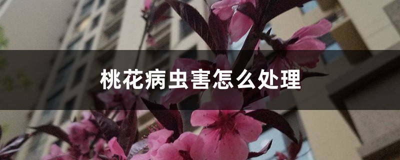 桃花病虫害如何处理，桃花虫害症状