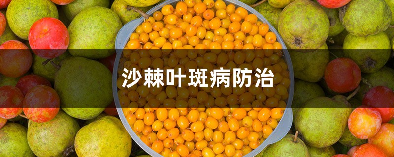 沙棘叶斑病预防和治疗，沙棘病虫害有哪些
