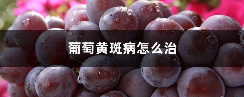 葡萄黄斑病如何治，用什么药