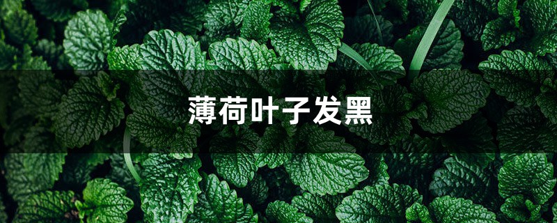 薄荷叶子发黑，薄荷叶子长黑斑如何办