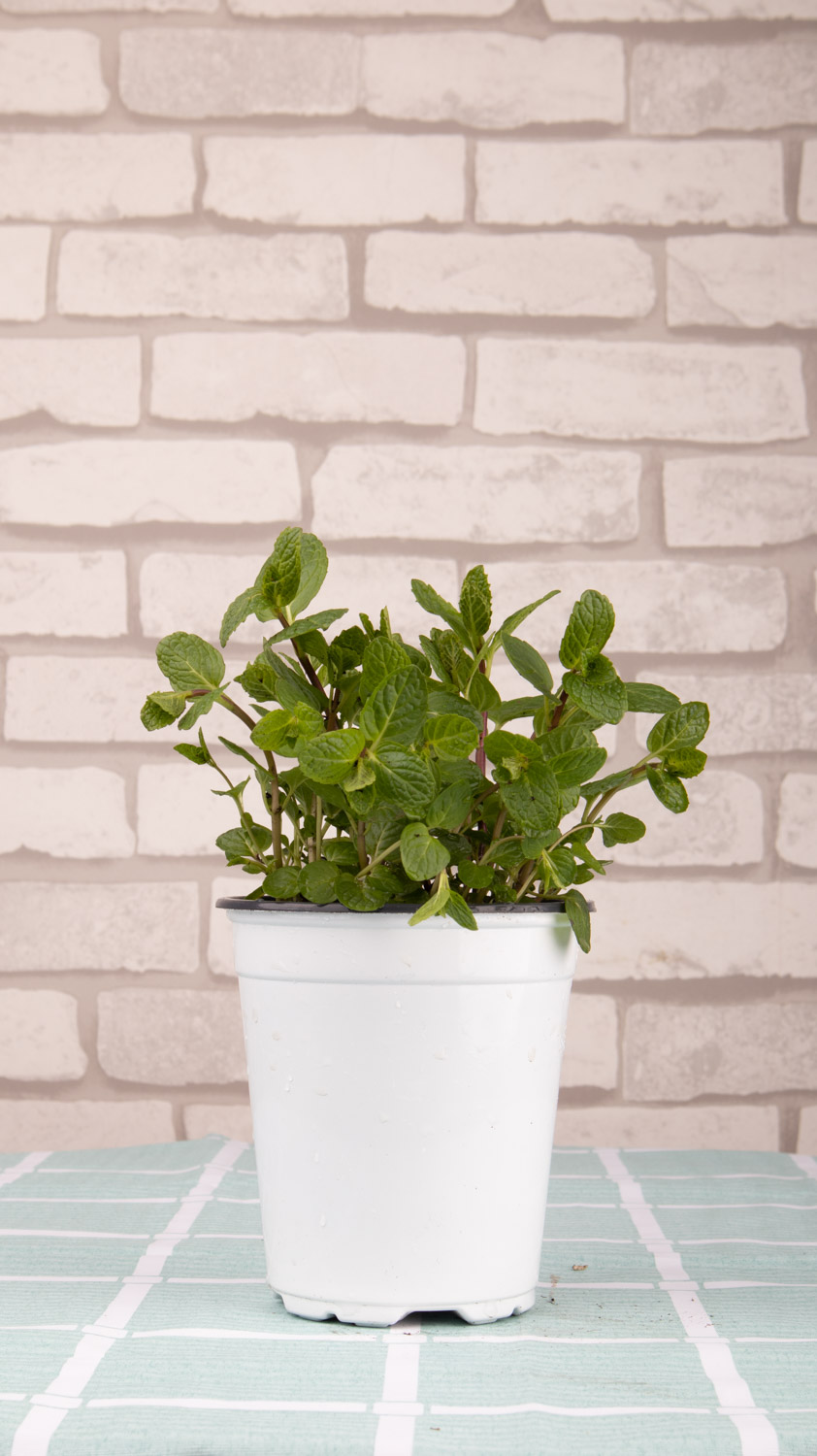 薄荷叶子发黑，薄荷叶子长黑斑如何办