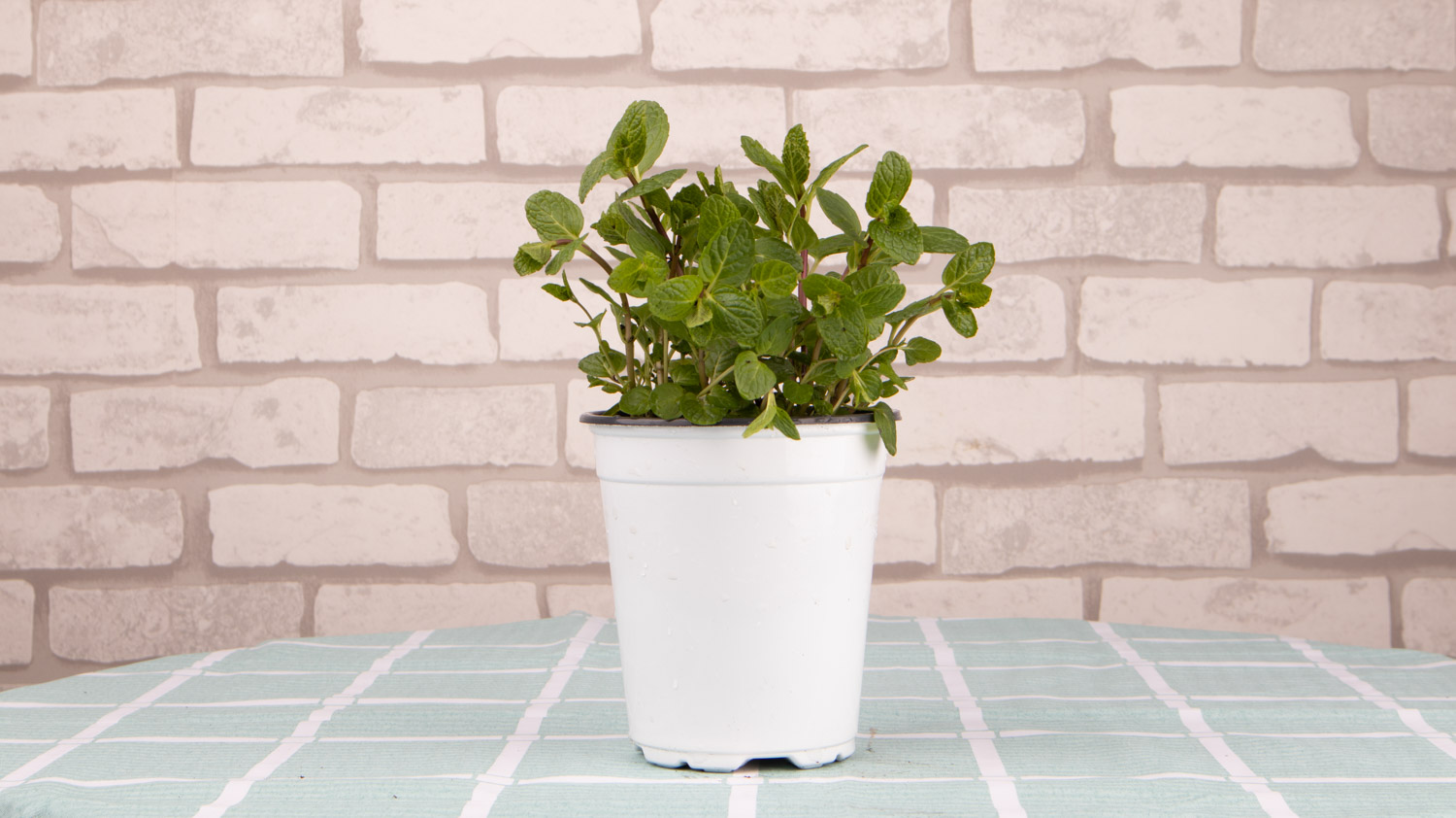 薄荷叶子发黑，薄荷叶子长黑斑如何办