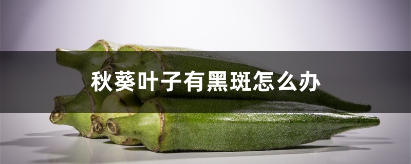 秋葵叶子有黑斑如何办，秋葵叶子有黑斑咋回事