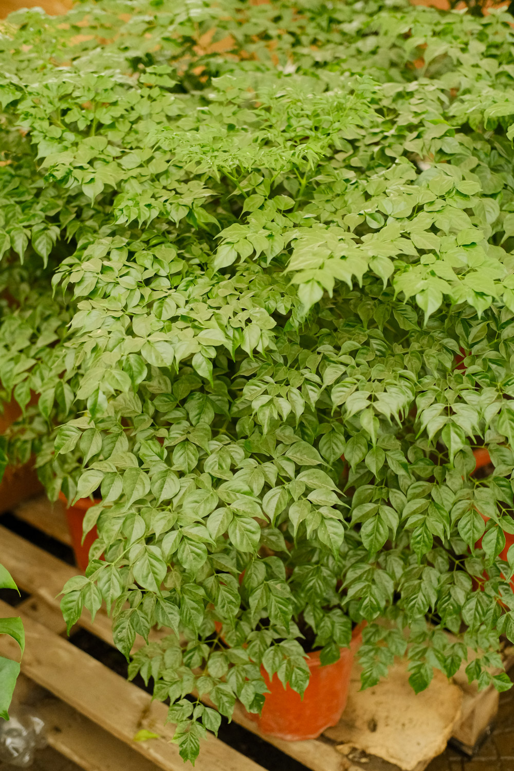 幸福树叶斑病如何治疗（附发病图片）