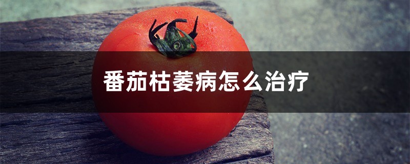 番茄枯萎病如何治疗