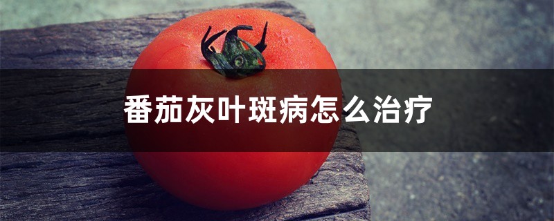番茄灰叶斑病如何治疗