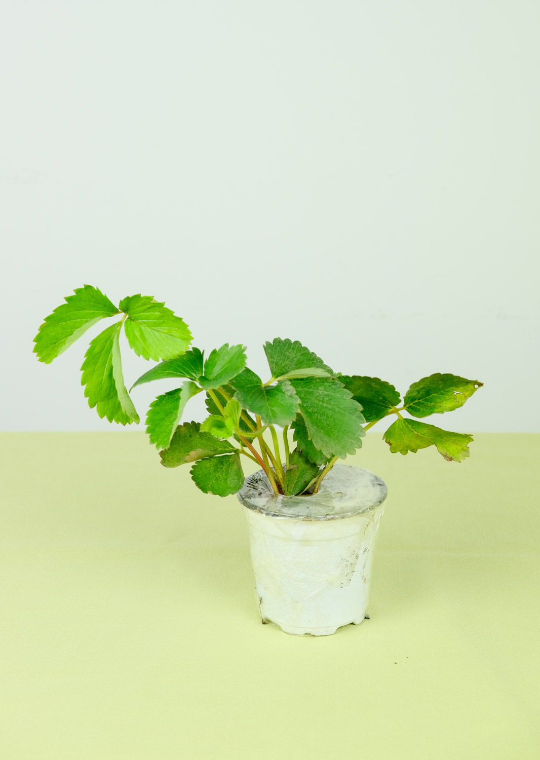 草莓白粉病如何治疗