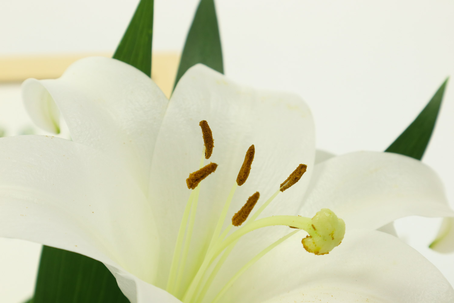 百合花叶子病害预防和治疗