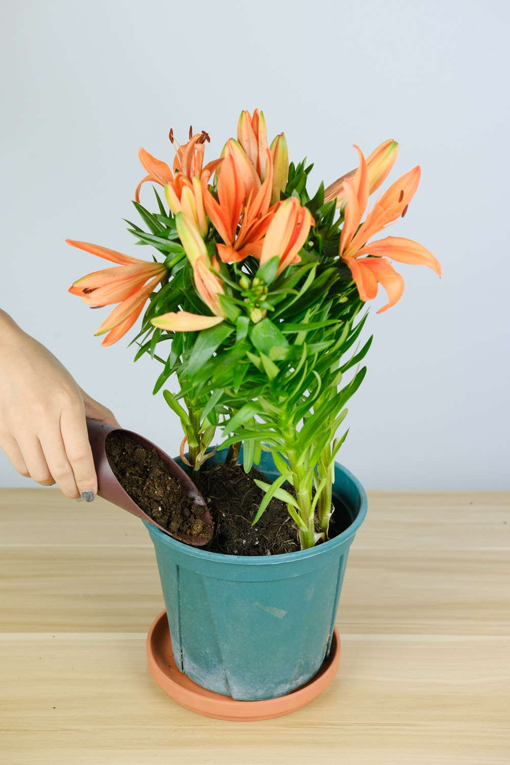 百合花叶子病害预防和治疗