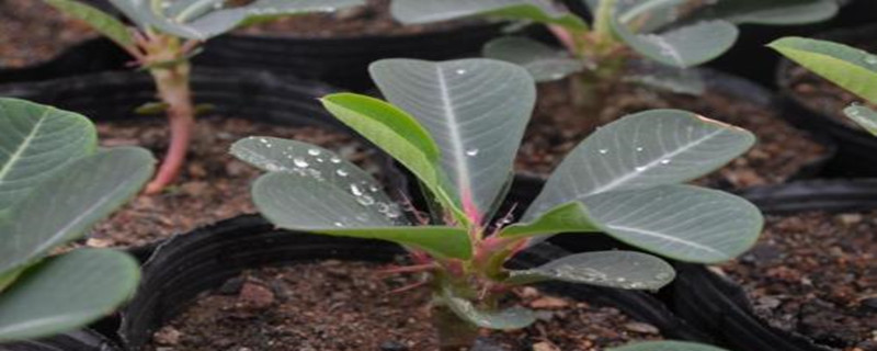 喷火龙为何化水