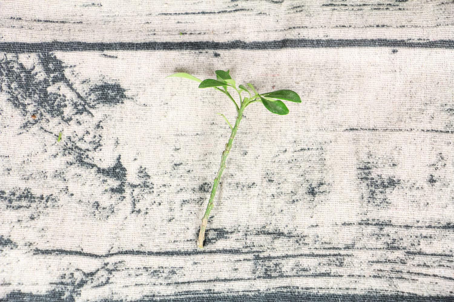 米兰叶子上长白斑凸起如何办