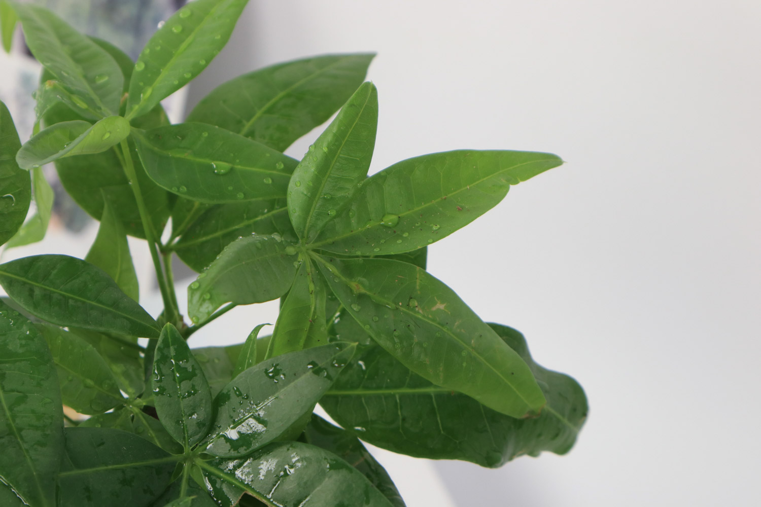 发财树叶子有白斑如何办