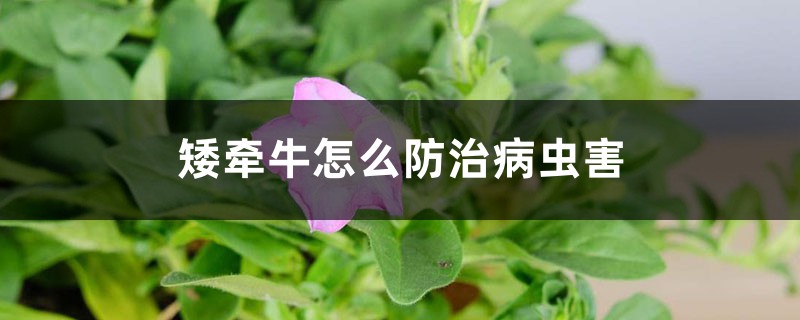 矮牵牛的病虫害预防和治疗大全