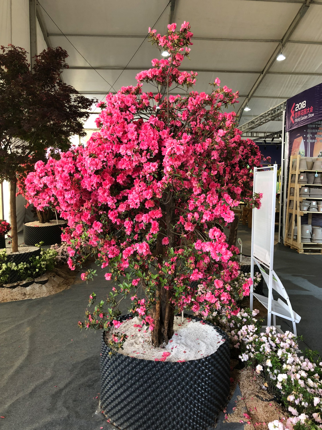 杜鹃花病害及预防和治疗办法