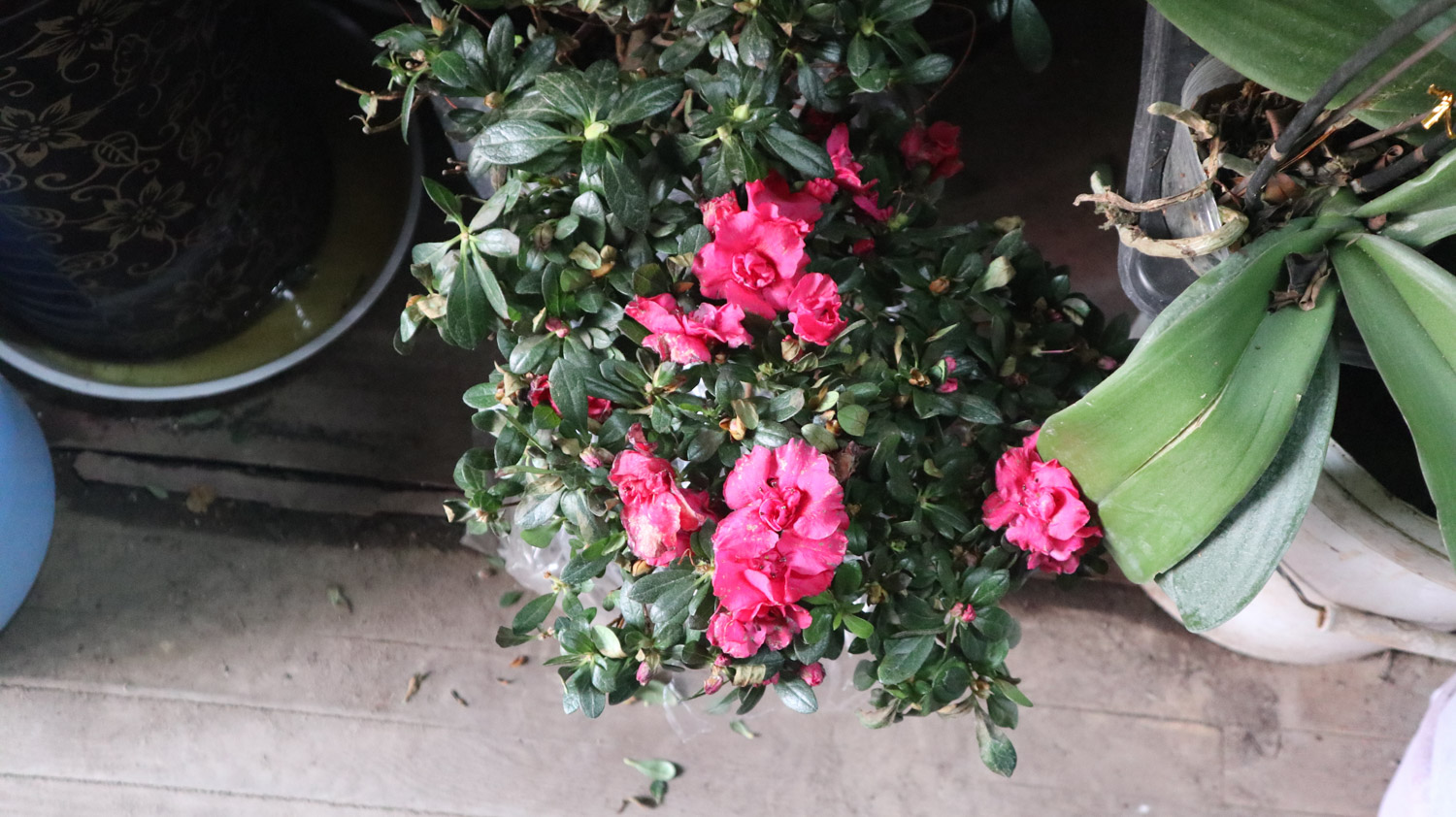 杜鹃花病害及预防和治疗办法