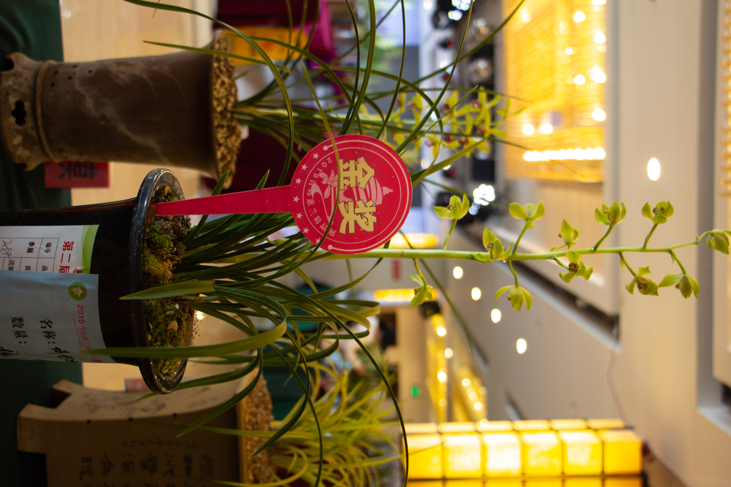 兰花 绿草变黑兰,你家的兰花“中毒”了,再不管立马死翘翘!