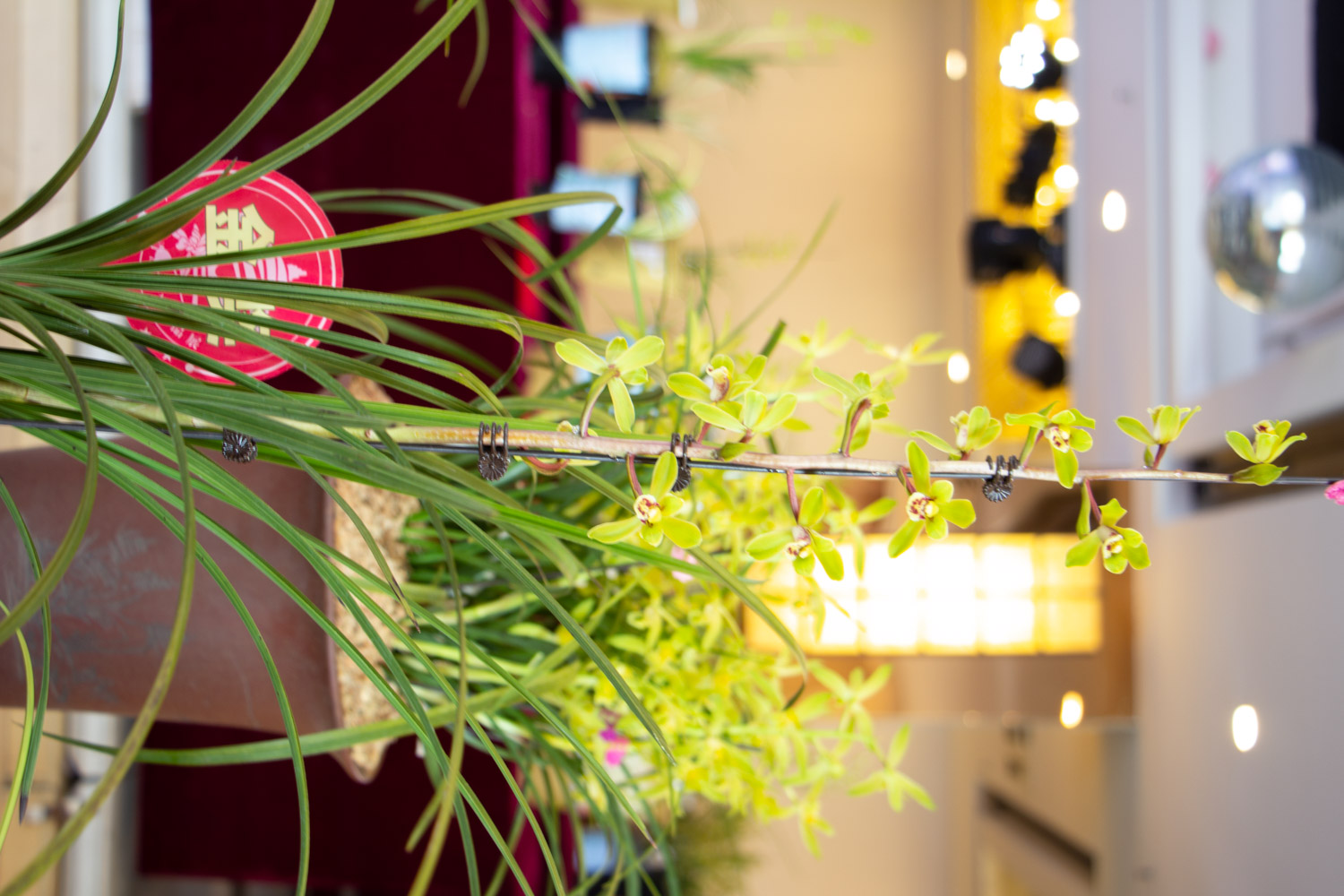 兰花 绿草变黑兰,你家的兰花“中毒”了,再不管立马死翘翘!