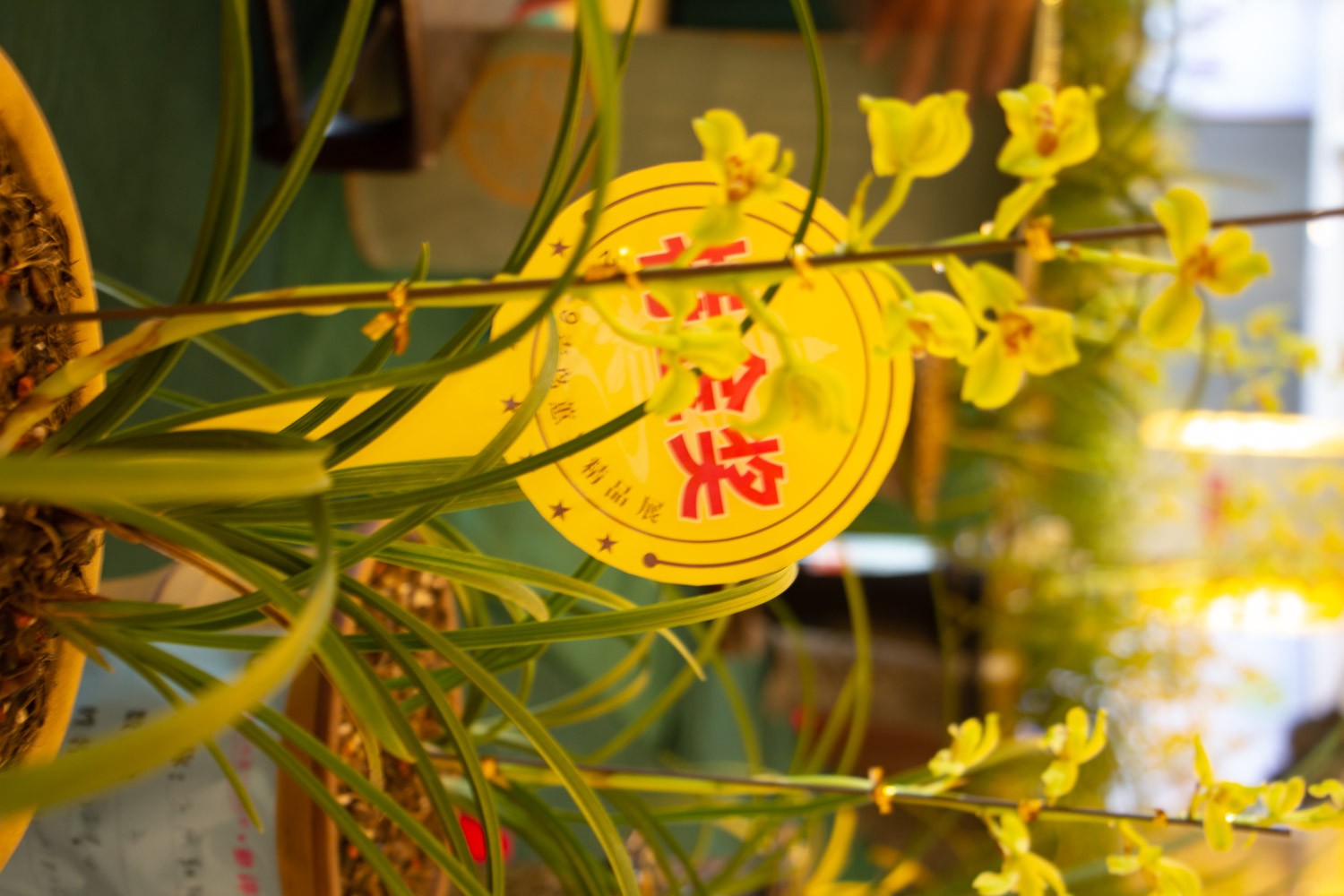 兰花 绿草变黑兰,你家的兰花“中毒”了,再不管立马死翘翘!