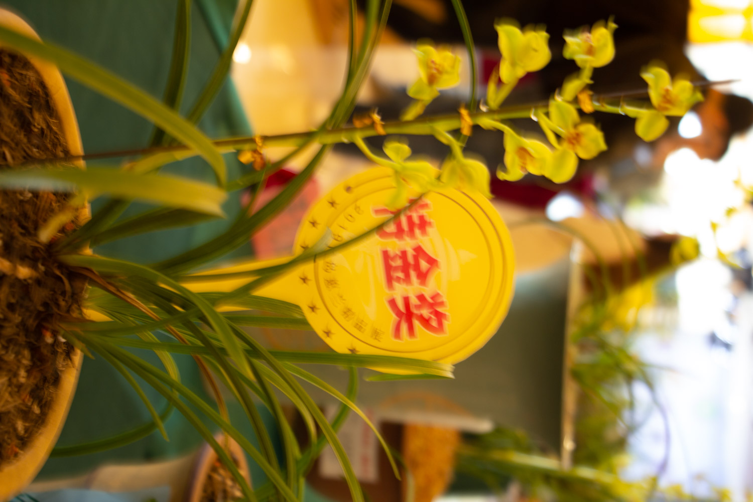 兰花 绿草变黑兰,你家的兰花“中毒”了,再不管立马死翘翘!