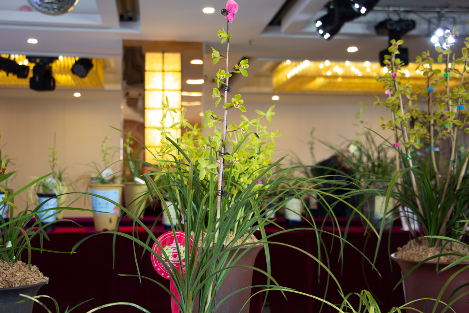 兰花 绿草变黑兰,你家的兰花“中毒”了,再不管立马死翘翘!