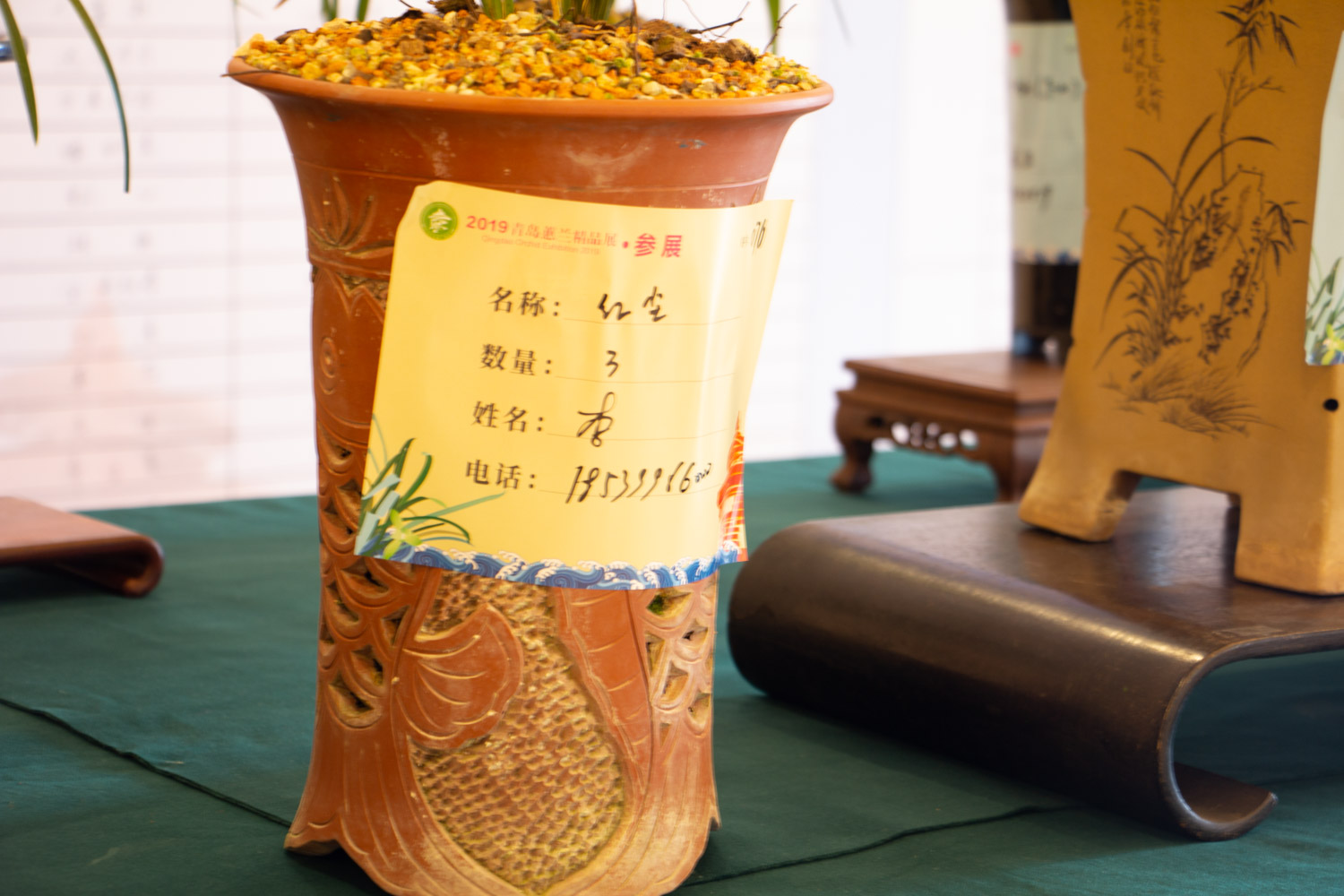 兰花 绿草变黑兰,你家的兰花“中毒”了,再不管立马死翘翘!