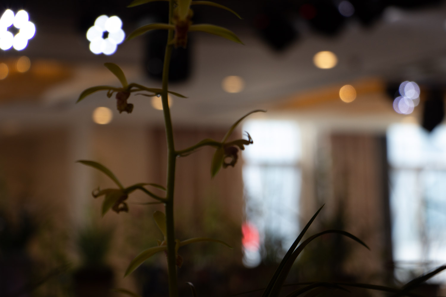 兰花 绿草变黑兰,你家的兰花“中毒”了,再不管立马死翘翘!