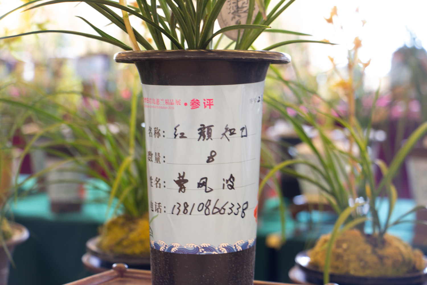 兰花 绿草变黑兰,你家的兰花“中毒”了,再不管立马死翘翘!