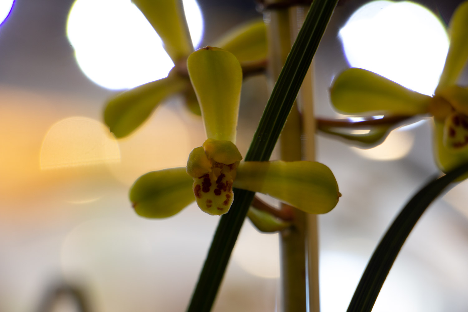 兰花 绿草变黑兰,你家的兰花“中毒”了,再不管立马死翘翘!