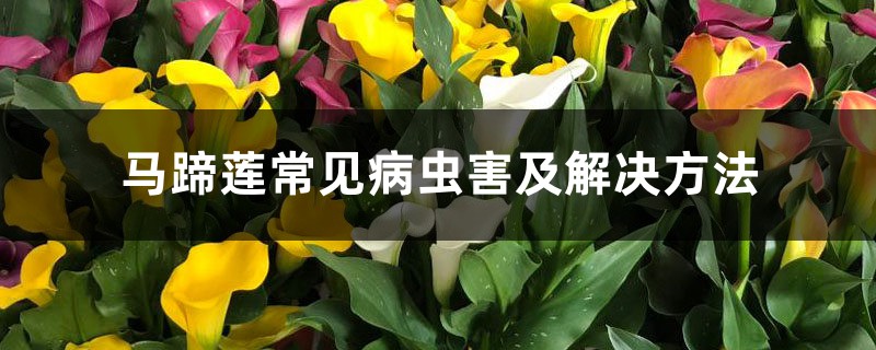 马蹄莲常见病虫害及处理办法