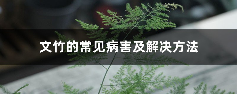 文竹的常见病害及处理办法
