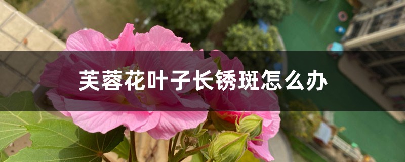 芙蓉花叶子长锈斑如何办