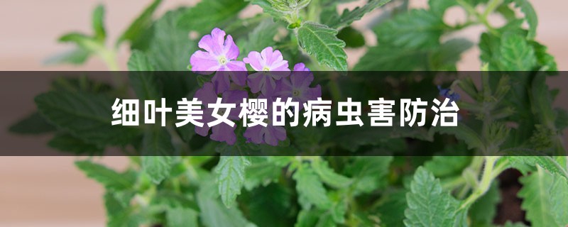 细叶美女樱的病虫害预防和治疗