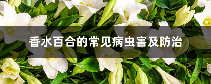 香水百合的常见病虫害及预防和治疗