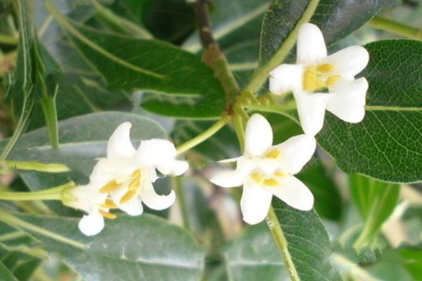 海桐的病虫害预防和治疗