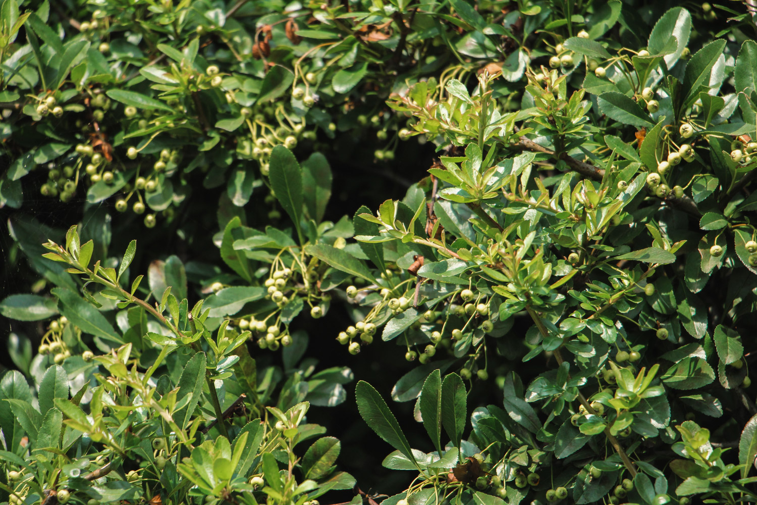 海桐的病虫害预防和治疗