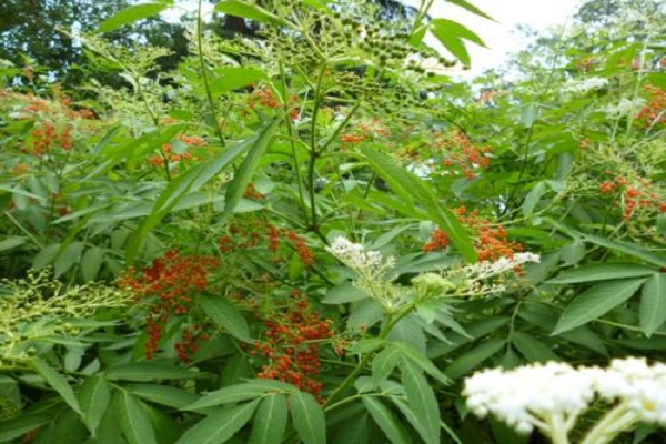 接骨草的病虫害预防和治疗