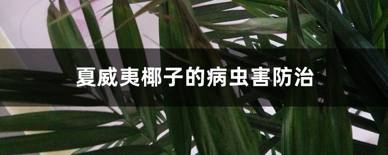 夏威夷椰子的病虫害预防和治疗