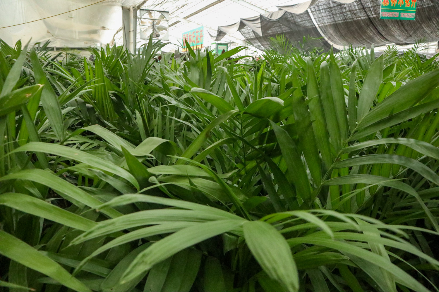 夏威夷椰子的病虫害预防和治疗