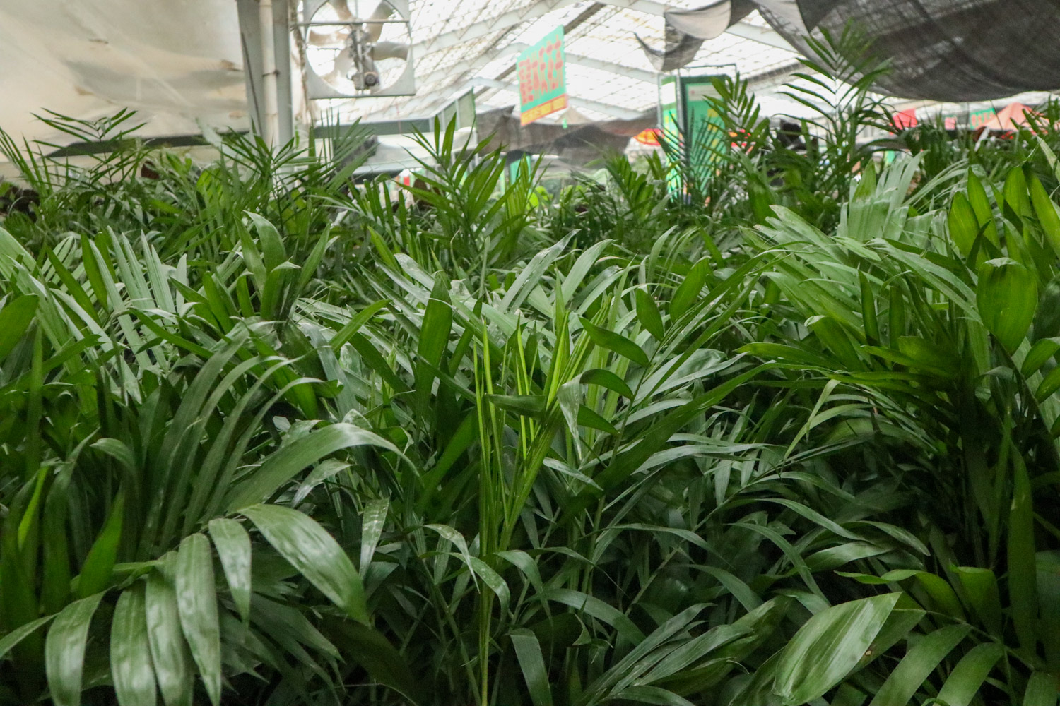 夏威夷椰子的病虫害预防和治疗