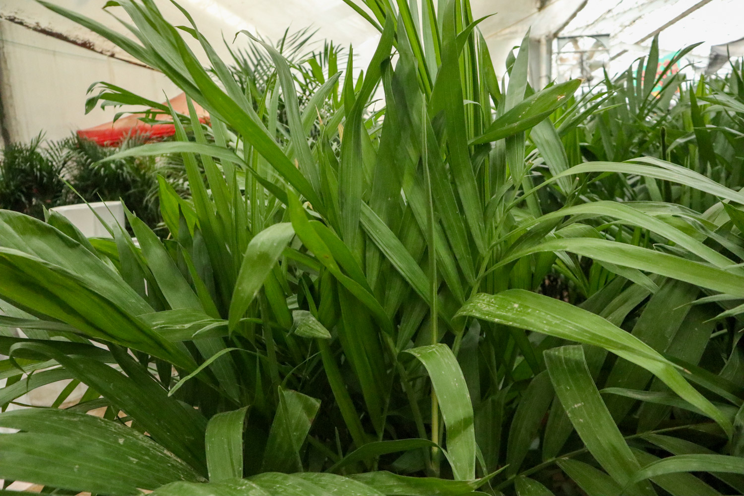 夏威夷椰子的病虫害预防和治疗