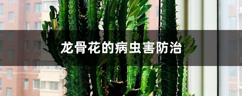 龙骨花的病虫害预防和治疗