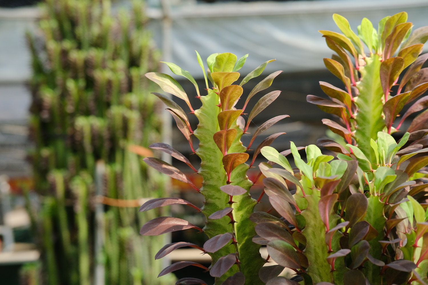 龙骨花的病虫害预防和治疗
